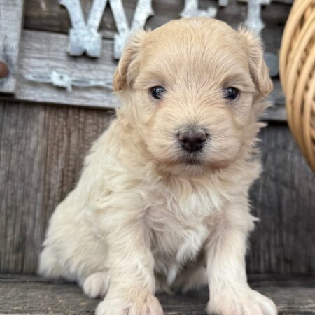Milly