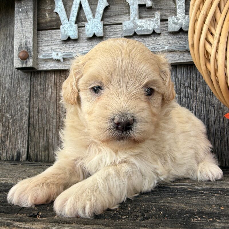 Milly - Image 2