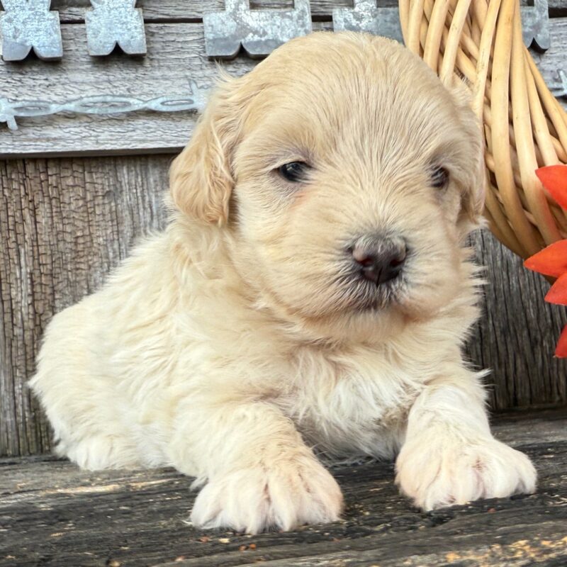 Milly - Image 3