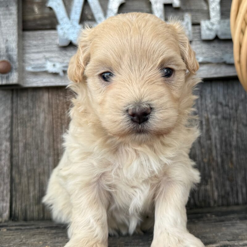 Milly - Image 4