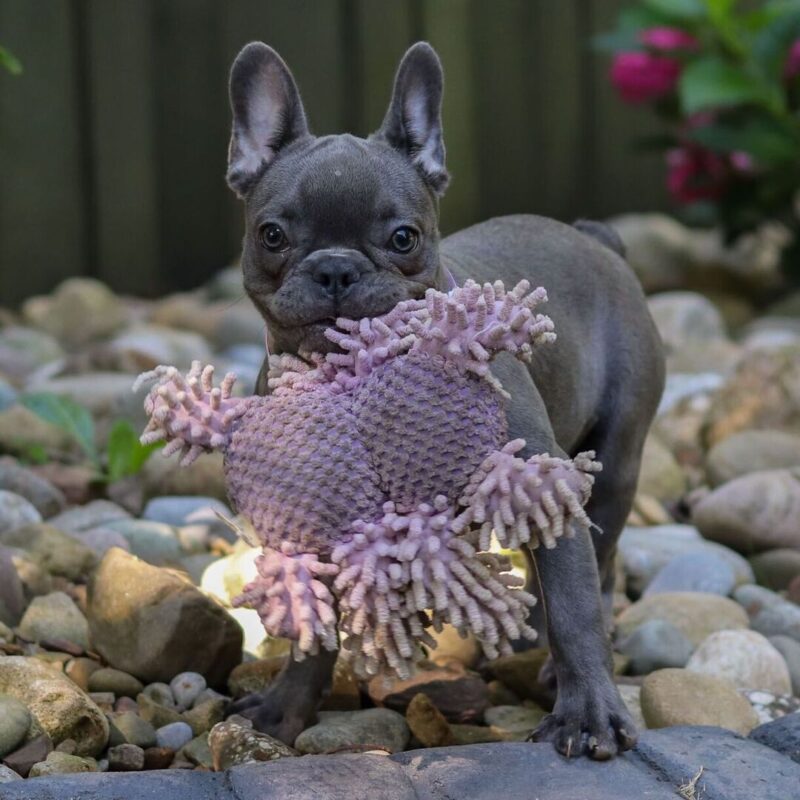 Wiggles - Image 4