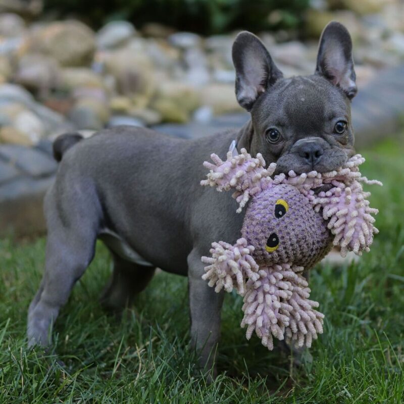 Wiggles - Image 3