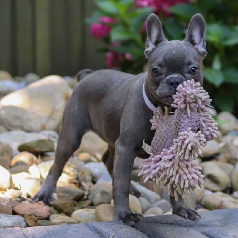 Wiggles - Image 2