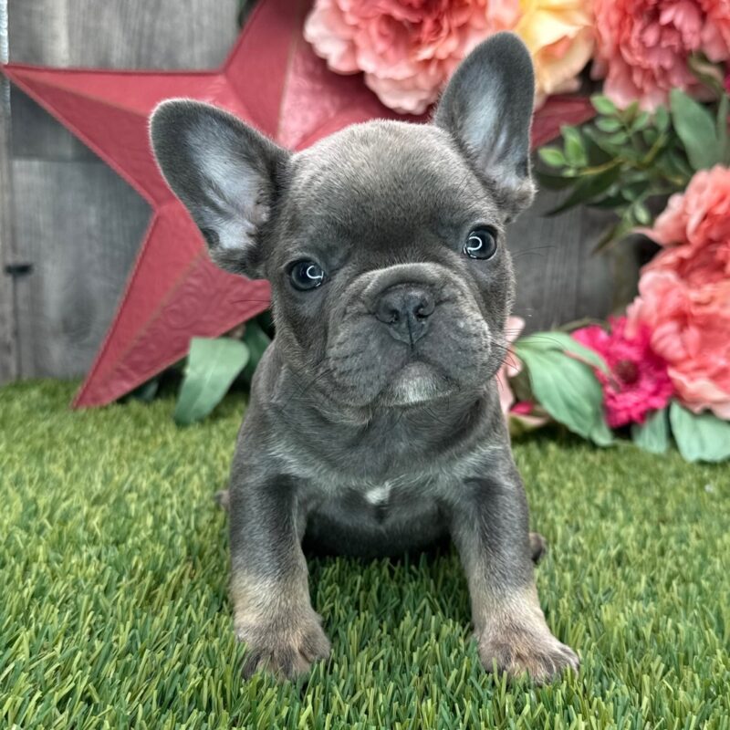 Lexi - Image 2