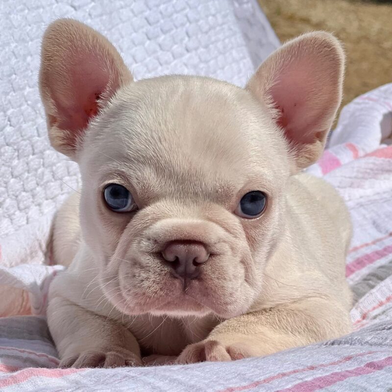 Delilah