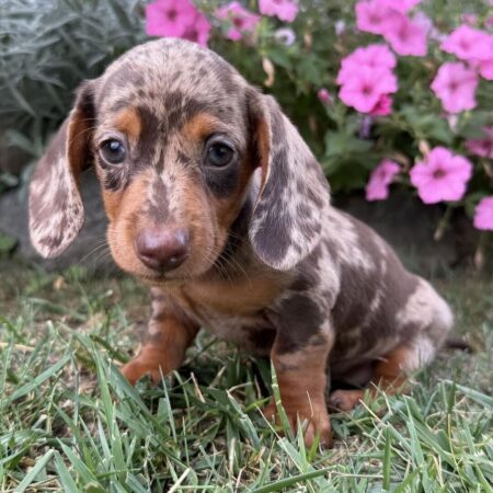 Lexie