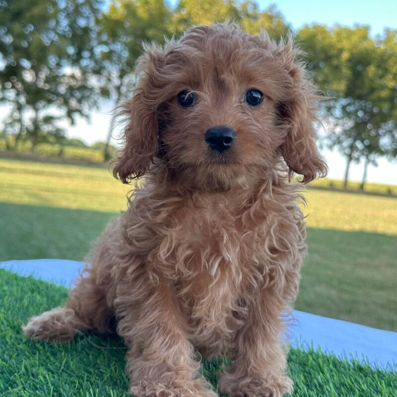 Josie