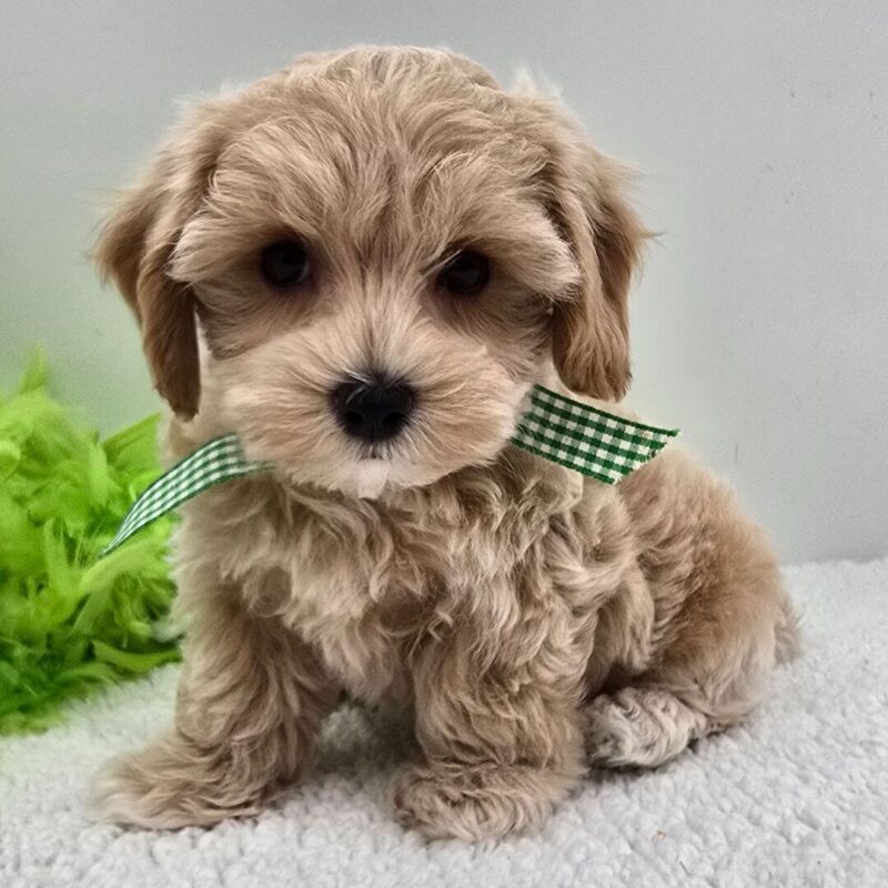 Bruno