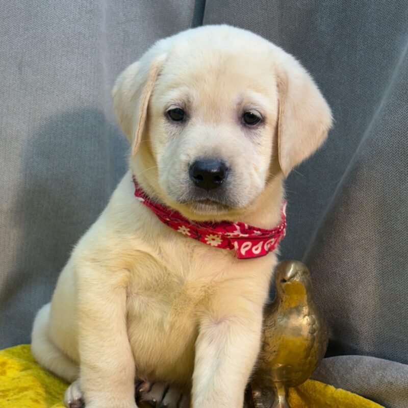 Harley - Image 4