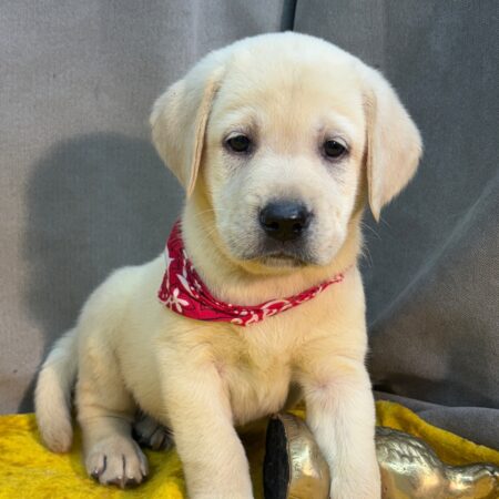 Harley