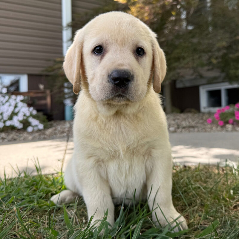 Daisy