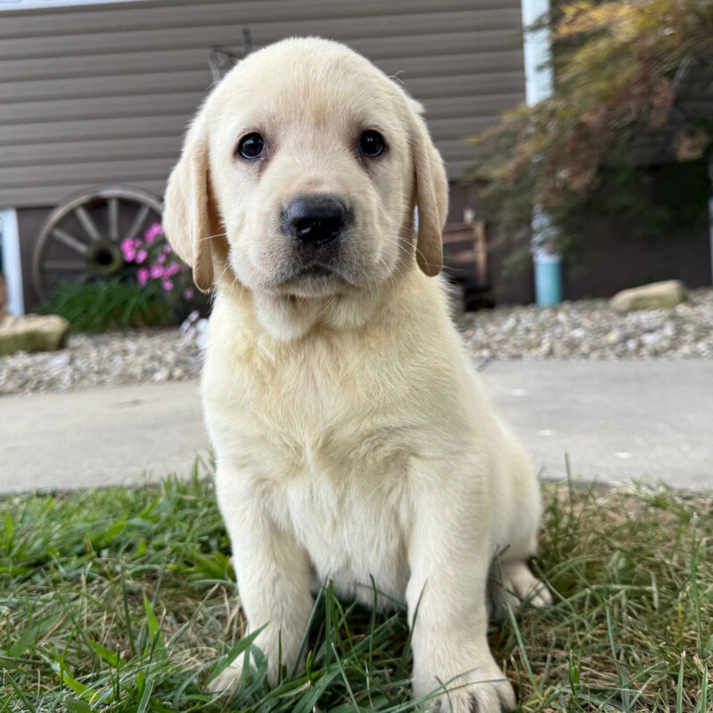 Daisy - Image 2