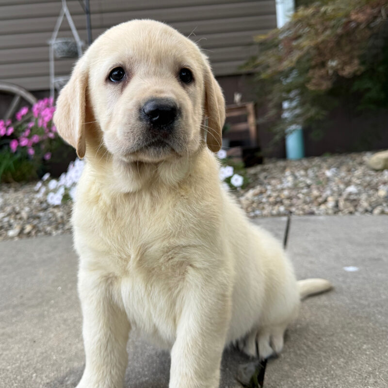Daisy - Image 3