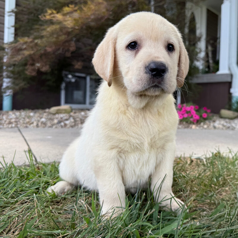 Daisy - Image 4