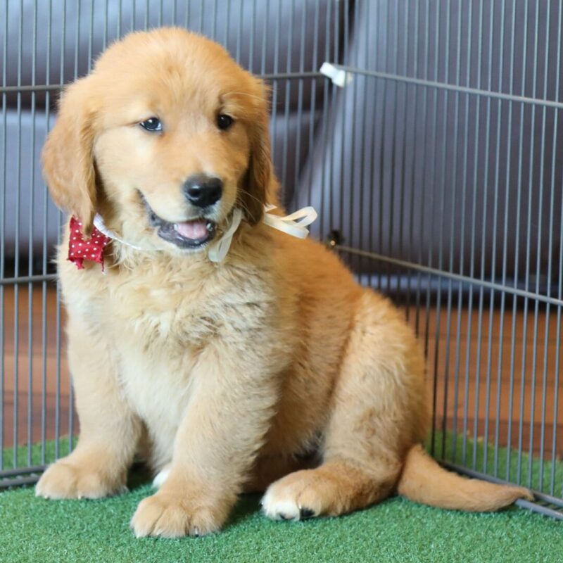 Biscuit - Image 4