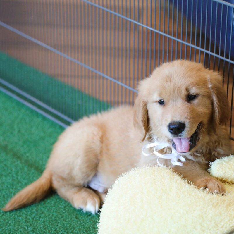 Biscuit - Image 3