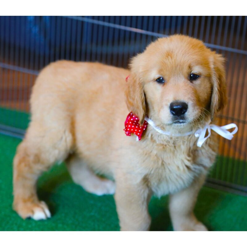Biscuit - Image 2