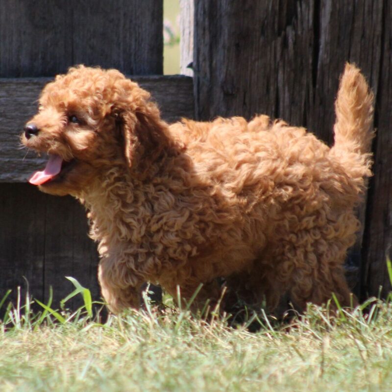 Scotty - Image 3
