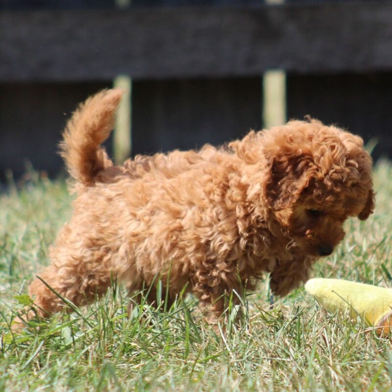 Scotty - Image 4
