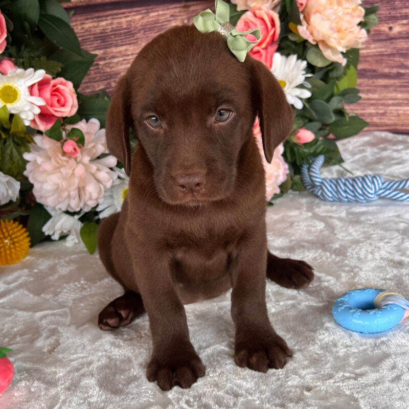 Layla - Image 3