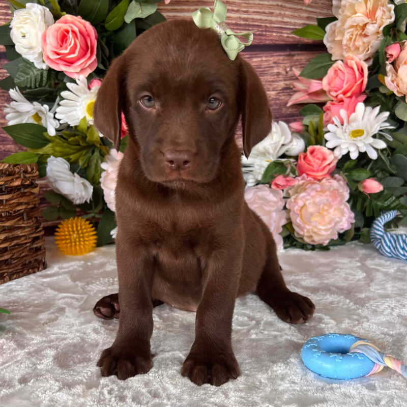 Layla - Image 2