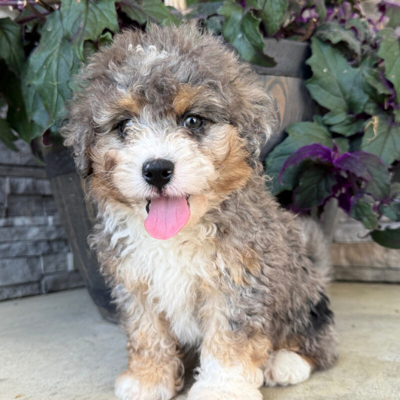 Rascal - Image 4