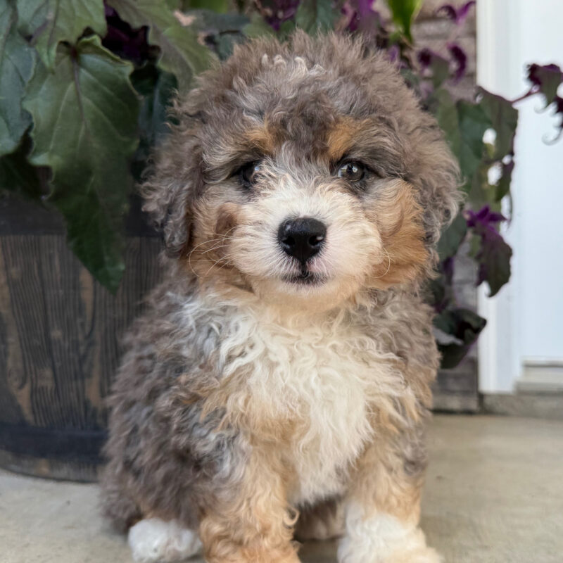 Rascal - Image 3