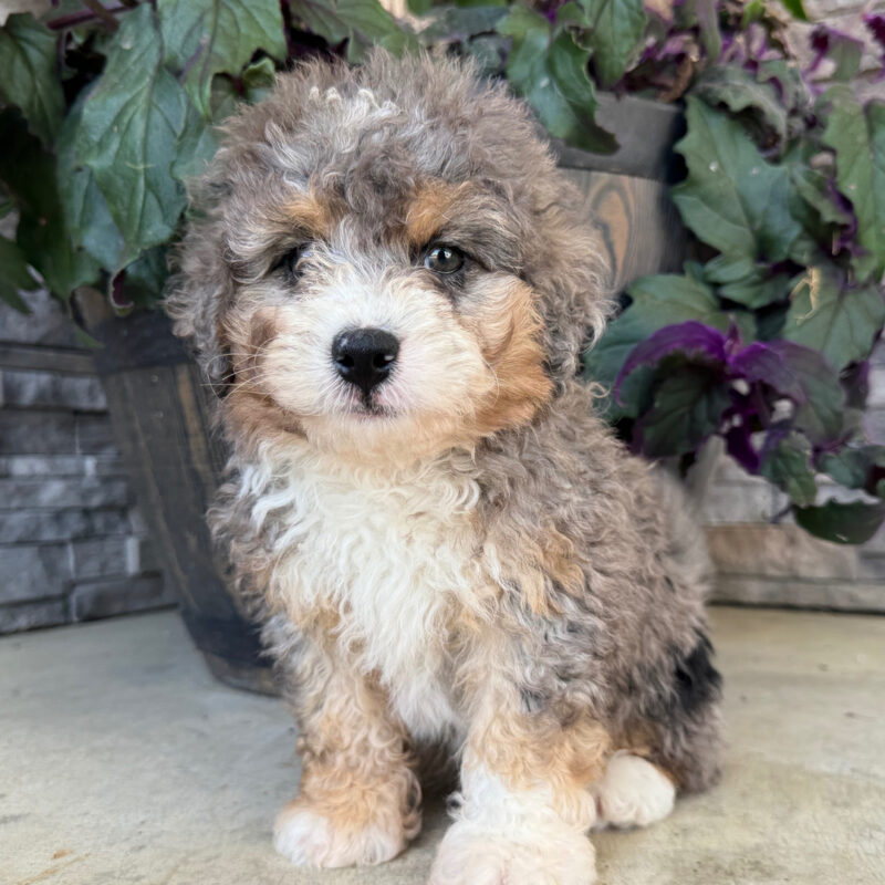 Rascal - Image 2