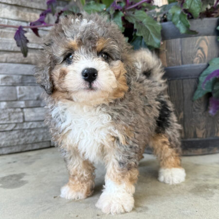 Rascal