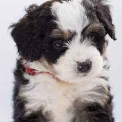 Bernedoodle