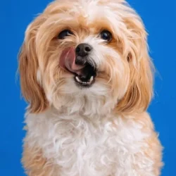 Cavapoo