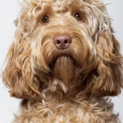 Goldendoodle