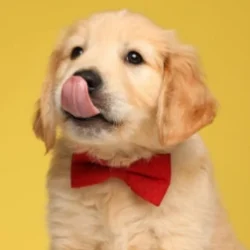 Labrador Retiever