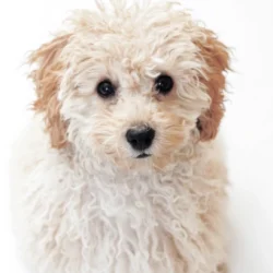 Poodle